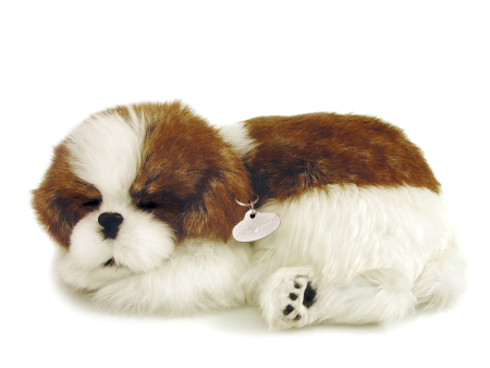 08Original - Shih Tzu For Discount